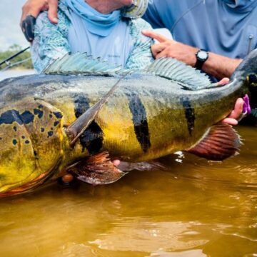 Rio Marie, new dates and special offer, Brazil, peacock bass, Aardvark McLeod