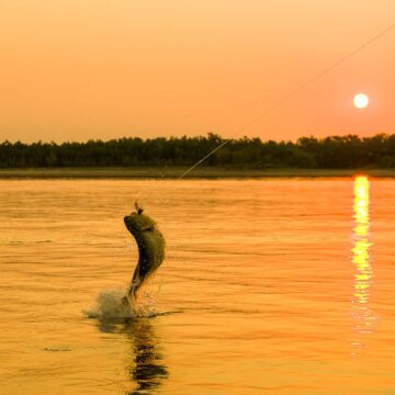 Karanda Lodge, golden drado fishing, Argentina, Aardvark McLeod