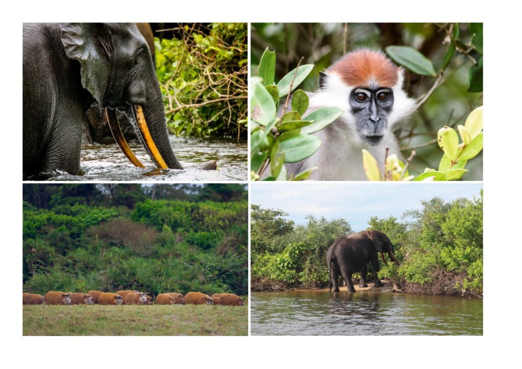 Sette Cama, Gabon Wilderness Experience, Aardvark McLeod