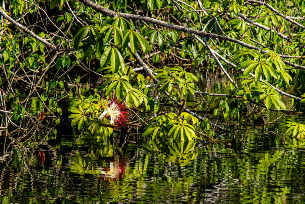 Nicaragua, Tapam 2.0 Lodge, Tarpon fly fishing, Aardvark McLeod Hosted Trip, Alex Jardine