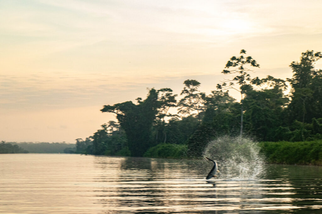 Nicaragua, Tapam 2.0 Lodge, Tarpon fly fishing, Aardvark McLeod Hosted Trip, Alex Jardine