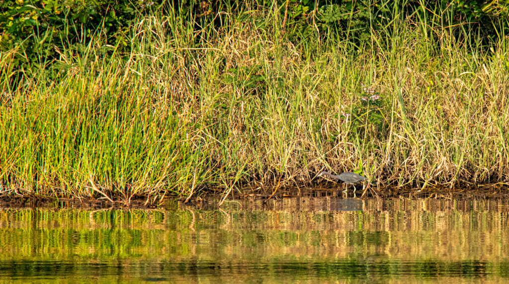 Nicaragua, Tapam 2.0 Lodge, Tarpon fly fishing, Aardvark McLeod Hosted Trip, Alex Jardine