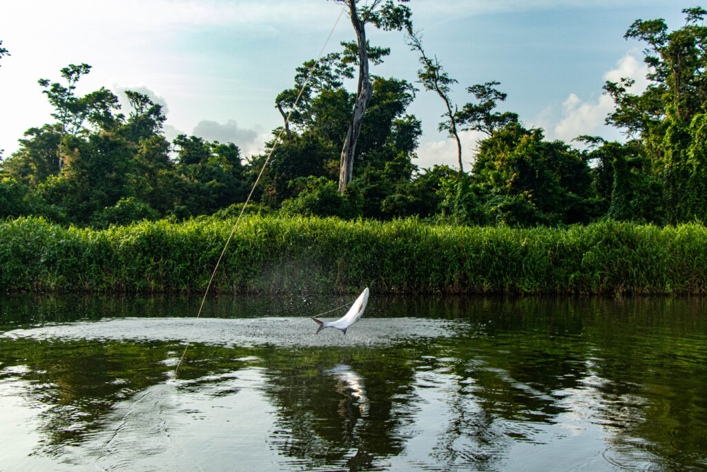 Nicaragua, Tapam 2.0 Lodge, Tarpon fly fishing, Aardvark McLeod Hosted Trip, Alex Jardine