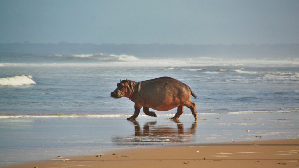 Sette Cama, Gabon Wilderness Experience, Aardvark McLeod