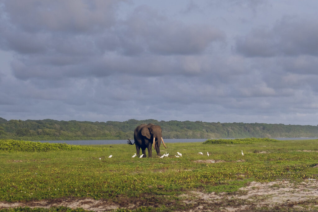 Loango National Park, Gabon, Aardvark McLeod