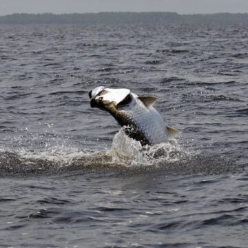Port Gentil tarpon, Gabon