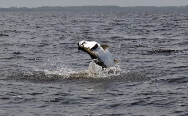 Port Gentil tarpon, Gabon