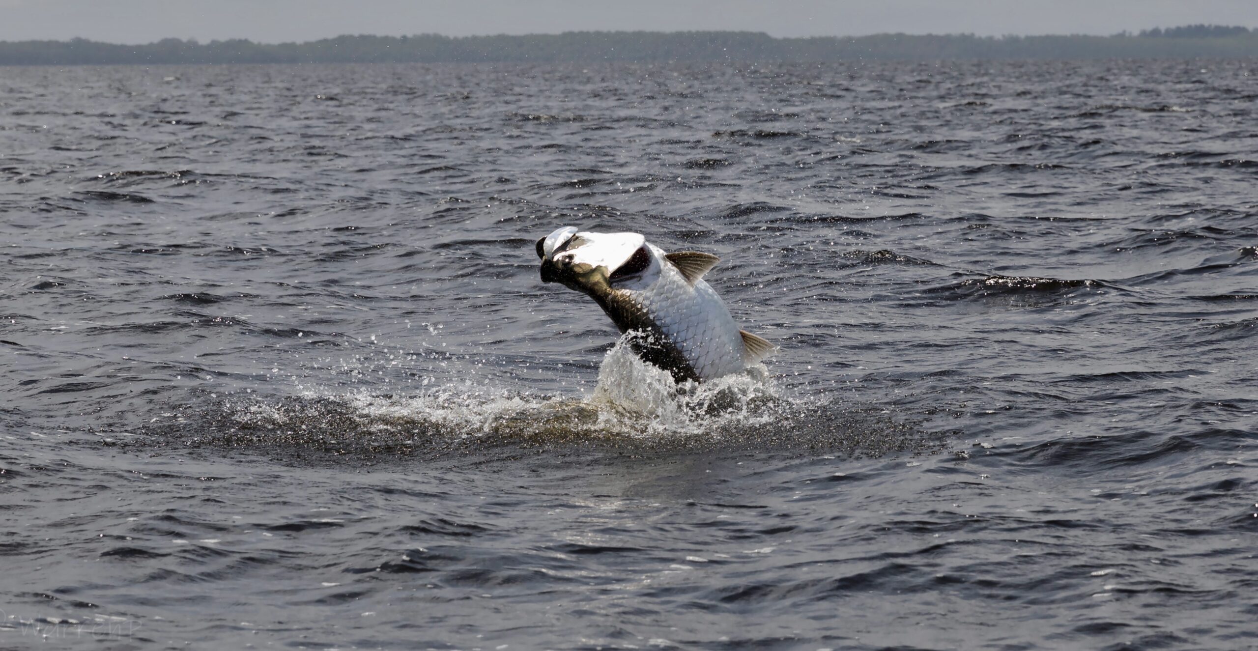 Port Gentil tarpon, Gabon