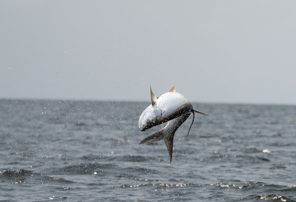 Port Gentil tarpon, Gabon fly fishing, Aardvark McLeod