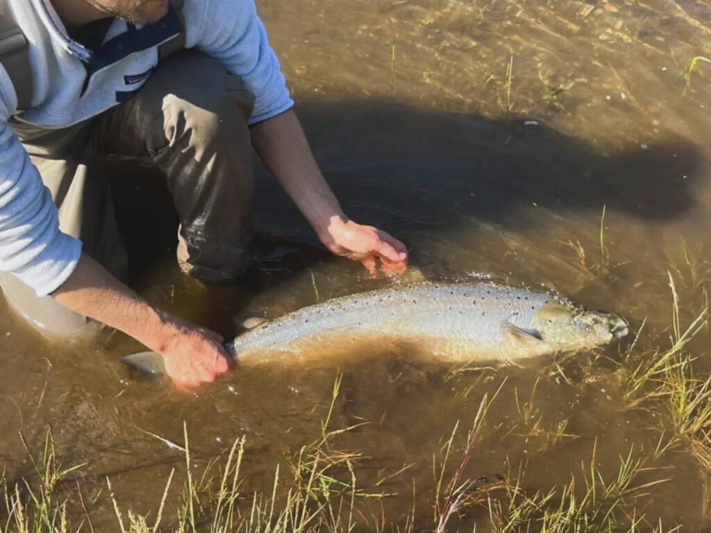 Salmon Fishing Norway, Grindal Lodge, Orkla River Norway, Fly Fishing Norway, Aardvark McLeod Norway