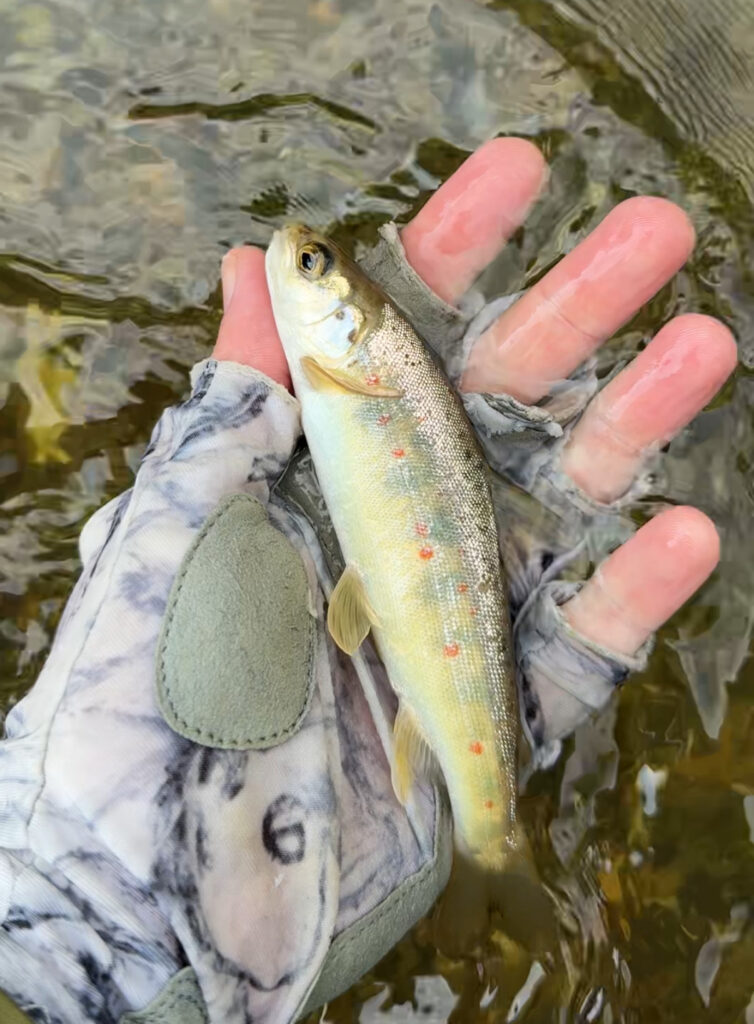 River Wylye at Langford Lakes, Chalkstream Fly Fishing, Aardvark McLeod