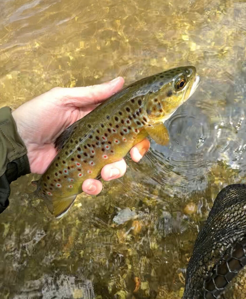 River Wylye at Langford Lakes, Chalkstream Fly Fishing, Aardvark McLeod