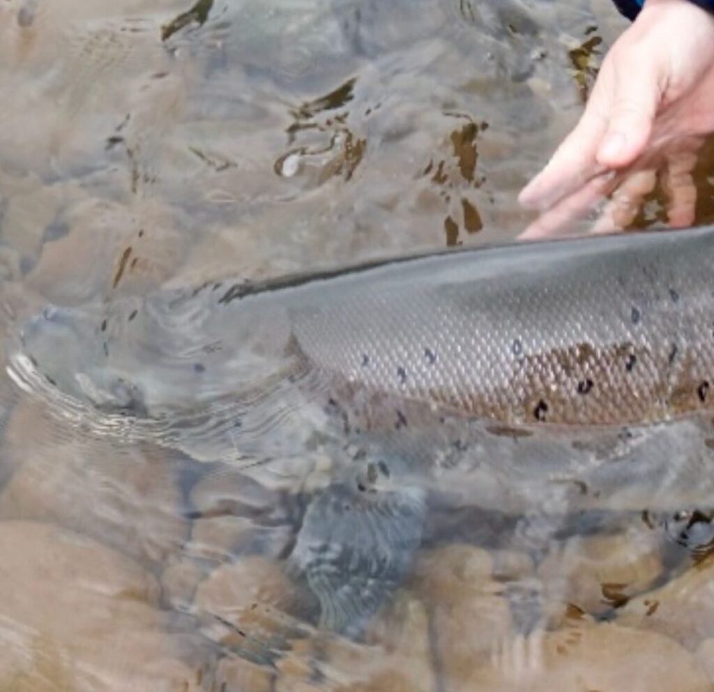 Gaula River, Norwegian Flyfishers Club, NFC, Norway, Atlantic salmon