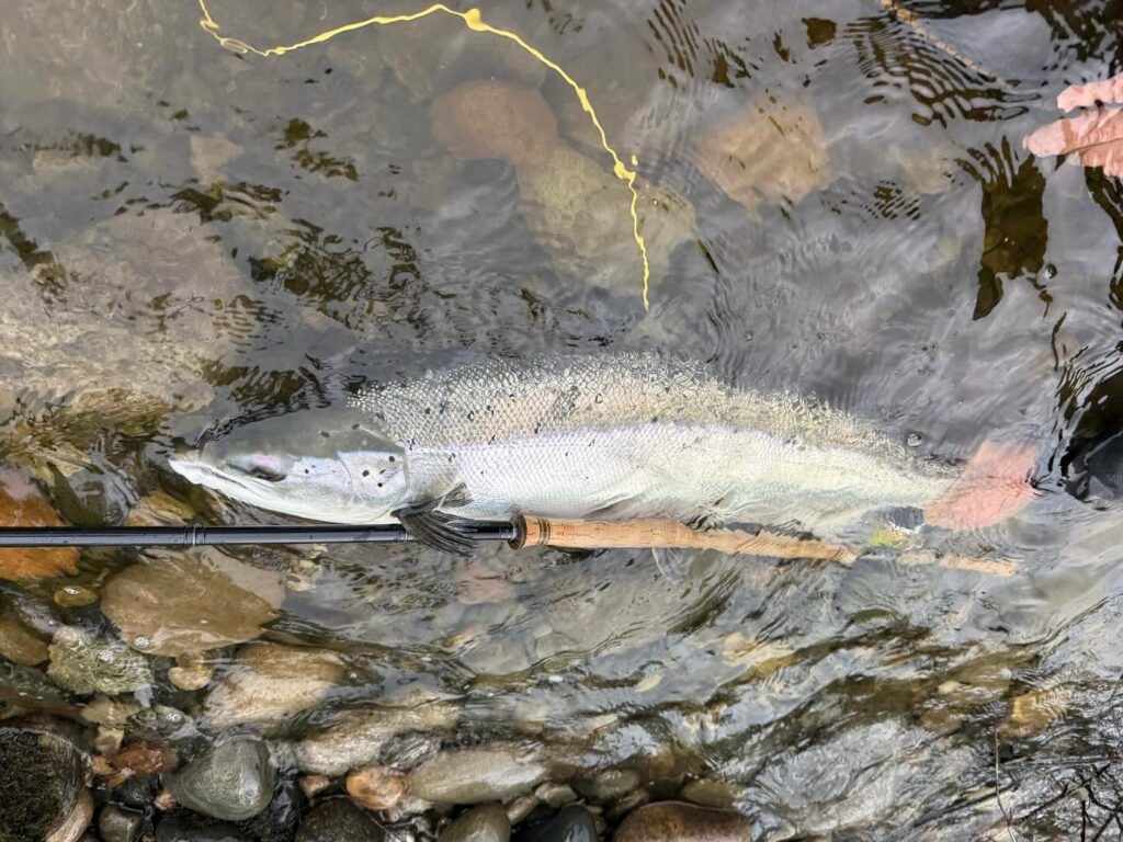 Gaula River, Norwegian Flyfishers Club, NFC, Norway, Atlantic salmon