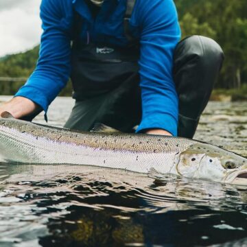 Gaula River, Norwegian Flyfishers Club, NFC, Norway, Atlantic salmon