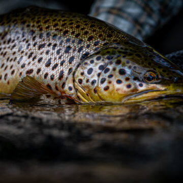 Kellankoski Lodge, Finland trout fishing, Aardvark McLeod