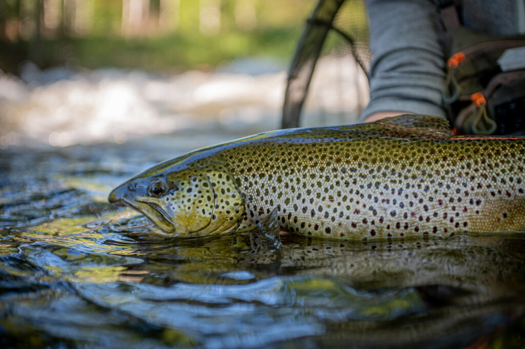 Kellankoski Lodge, Finland trout fishing, Aardvark McLeod