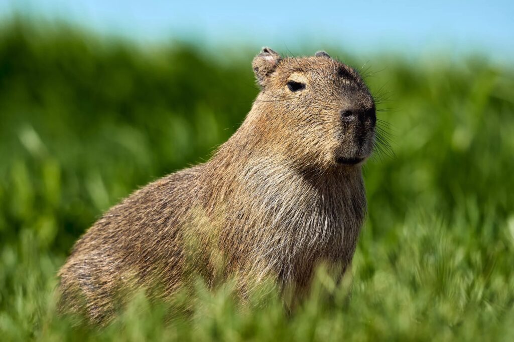 Pira Lodge, Capybara. End of season report 2024/25