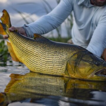 Pira dorado close up