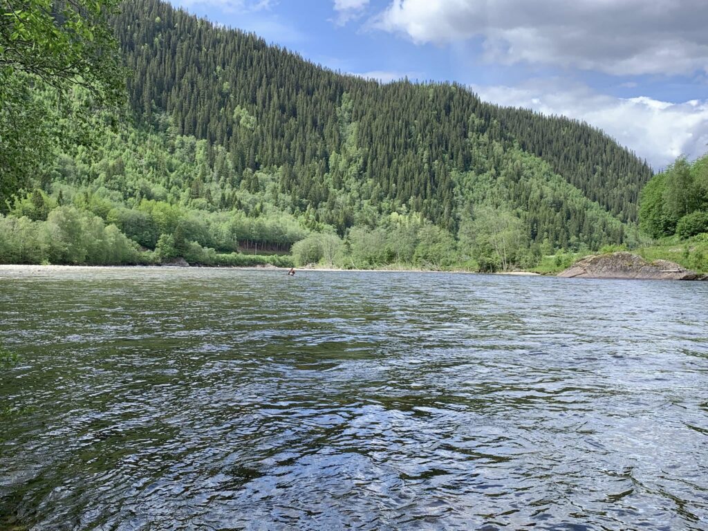 Gaula River Norway, Winsnes Lodge Norway, Atlantic salmon Norway, Salmon Fly Fishing Norway