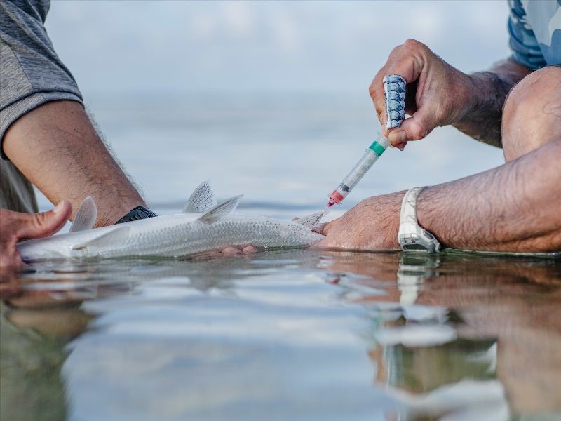 Seychelles, conservation in action. Bonefish, Aardvark McLeod