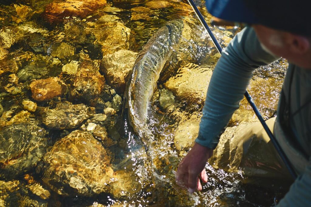 Gaula River, Norwegian Flyfishers Club, NFC, Norway, Atlantic salmon