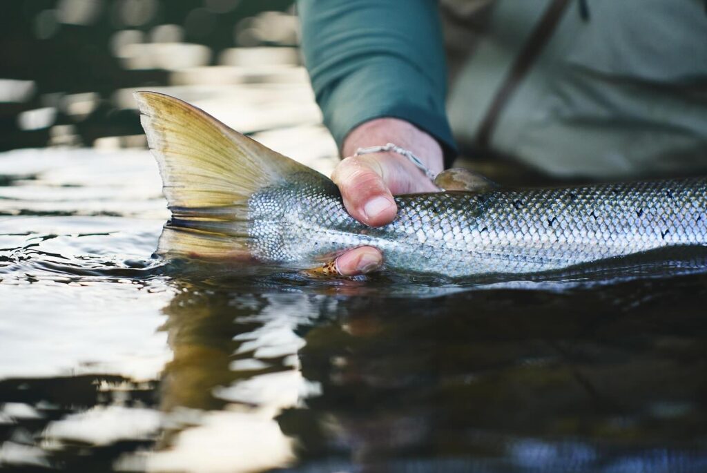 Gaula River, Norwegian Flyfishers Club, NFC, Norway, Atlantic salmon