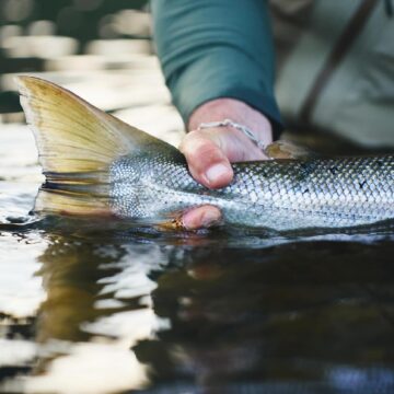 Gaula River, Norwegian Flyfishers Club, NFC, Norway, Atlantic salmon