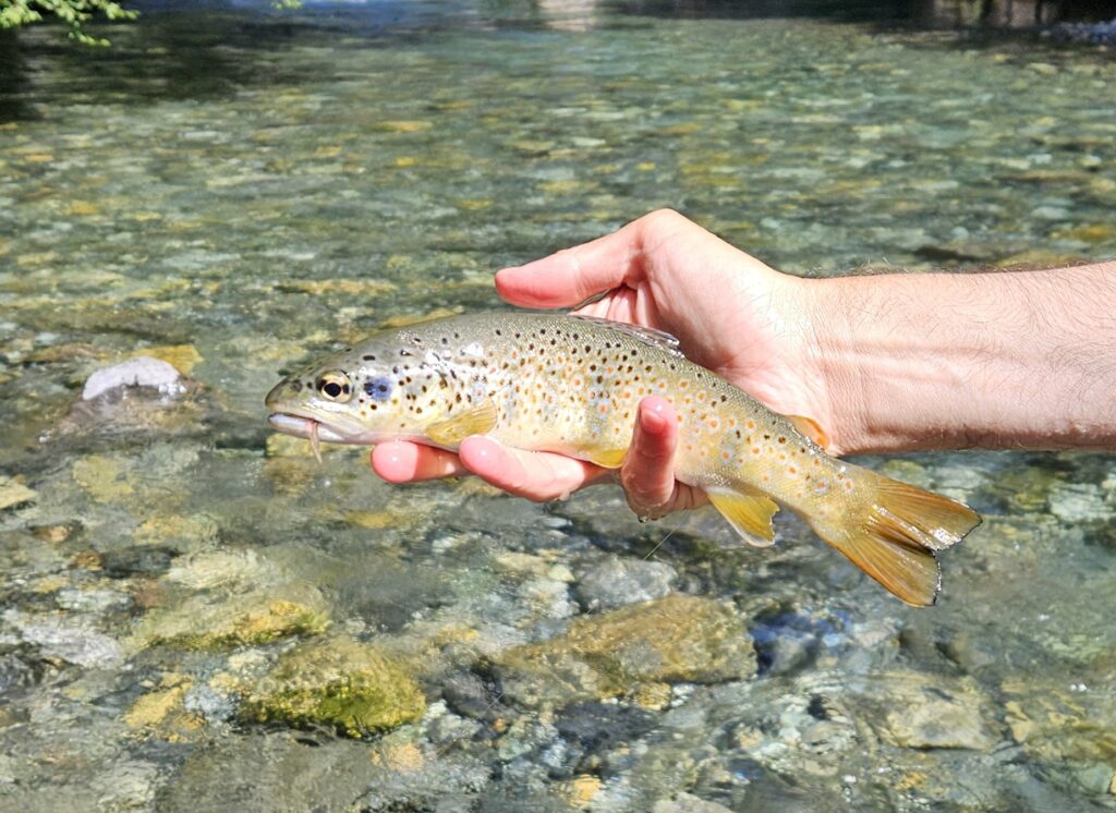 Spanish Pyrenees, fly fishing, Aardvark McLeod