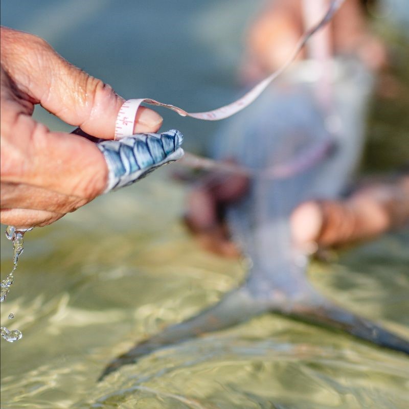 Seychelles, conservation in action. Bonefish, Aardvark McLeod