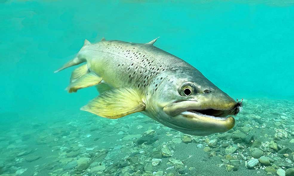 Eleven Cedar Lodge, Fly fishing through the season, Aardvark McLeod