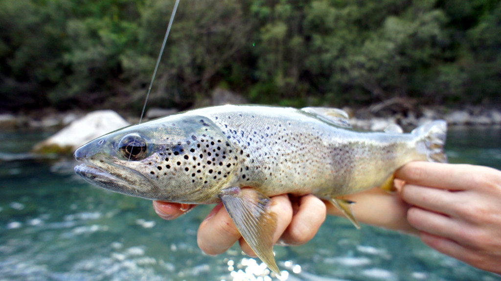 Spanish Pyrenees autumn trout fly fishing, Aardvark McLeod 