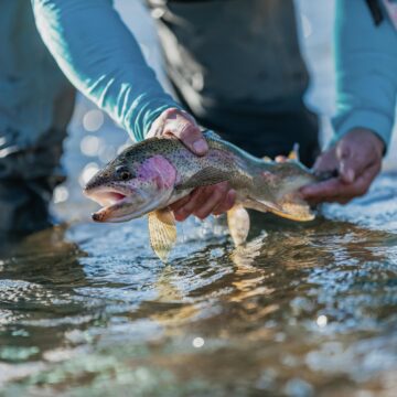 Estancia Chochoy Mallin, northern Patagonia, trout fishing, Aardvark McLeod