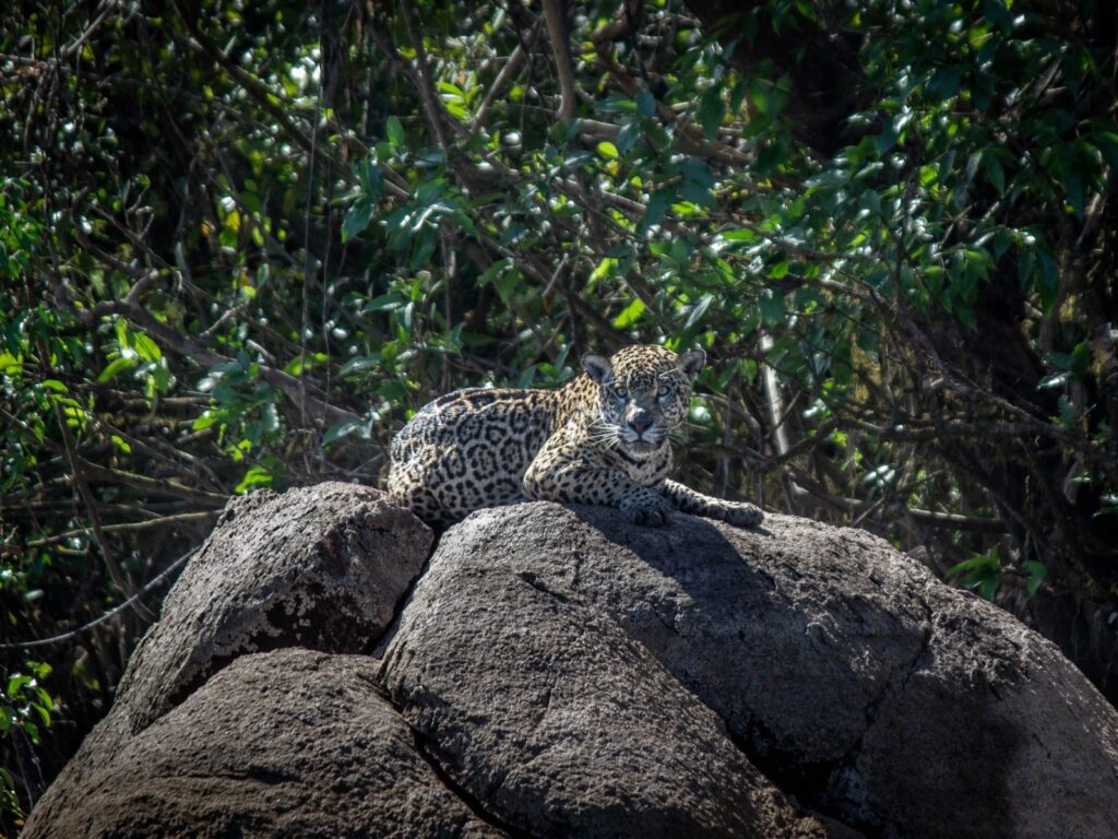 Kendjam, Brazil, 2025 season fishing reports. Jaguar sighting.