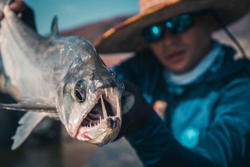 Payara, Orinoco River Lodge, Colombia fly fishing, Aardvark McLeod 