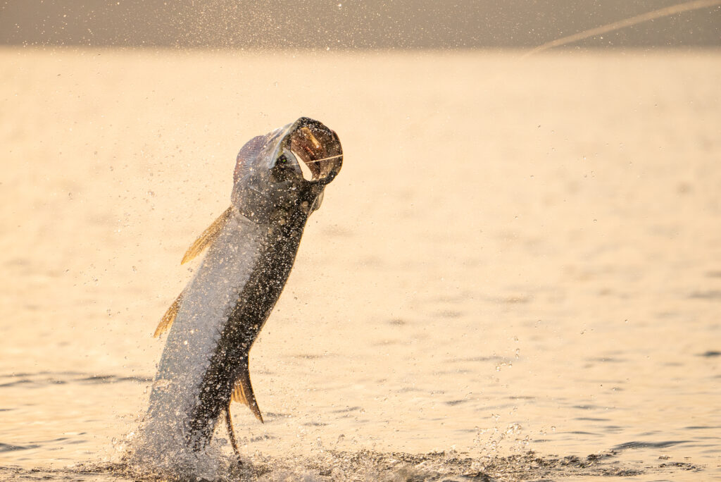 Porte Gentil tarpon, Aardvark McLeod