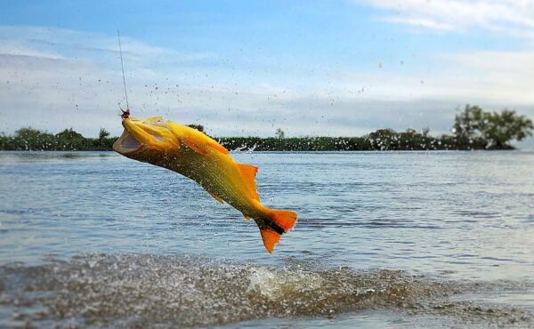 Golden dorado, Buenos Aries Aardvark McLeod
