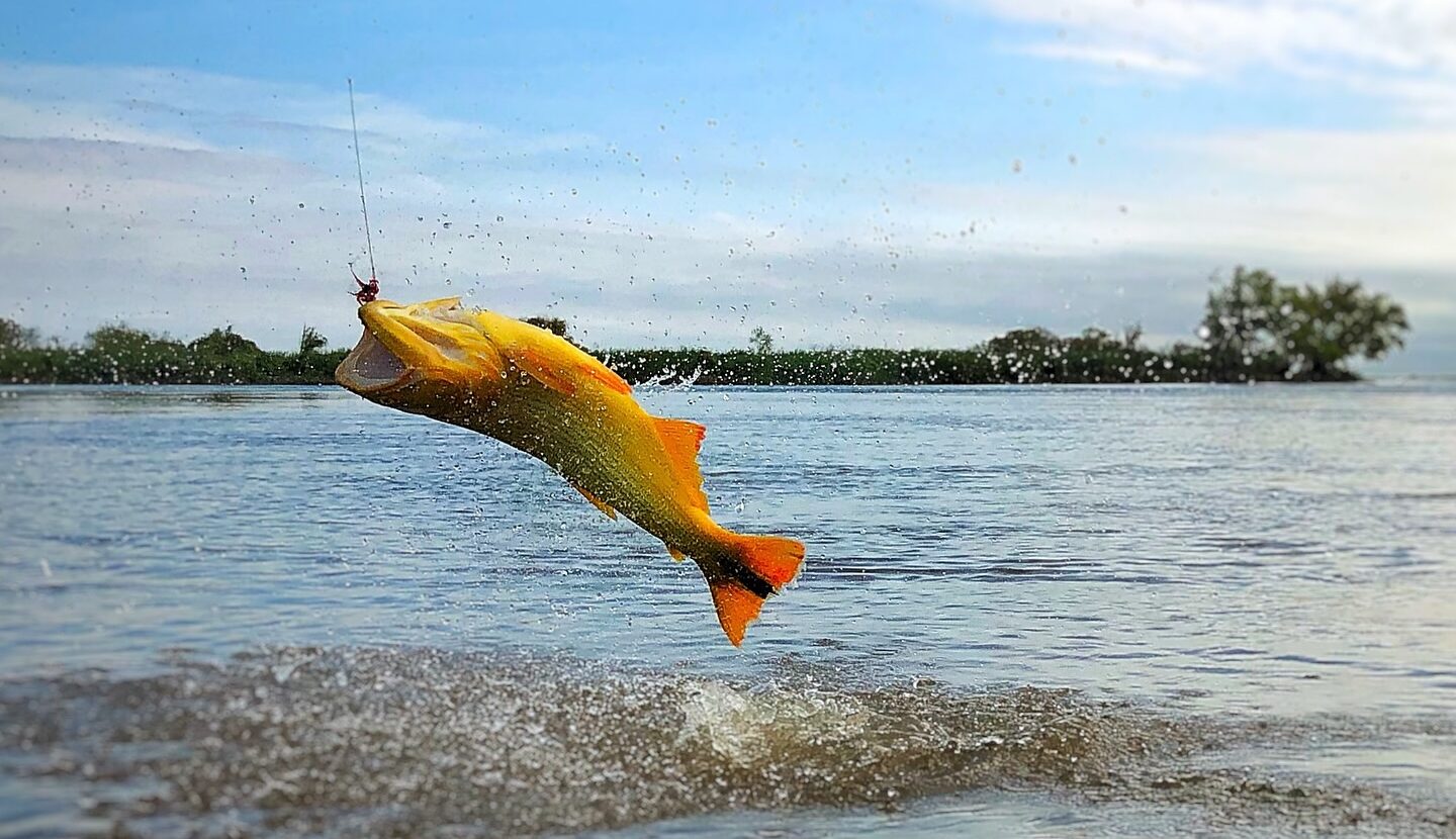 Golden dorado, Buenos Aries Aardvark McLeod