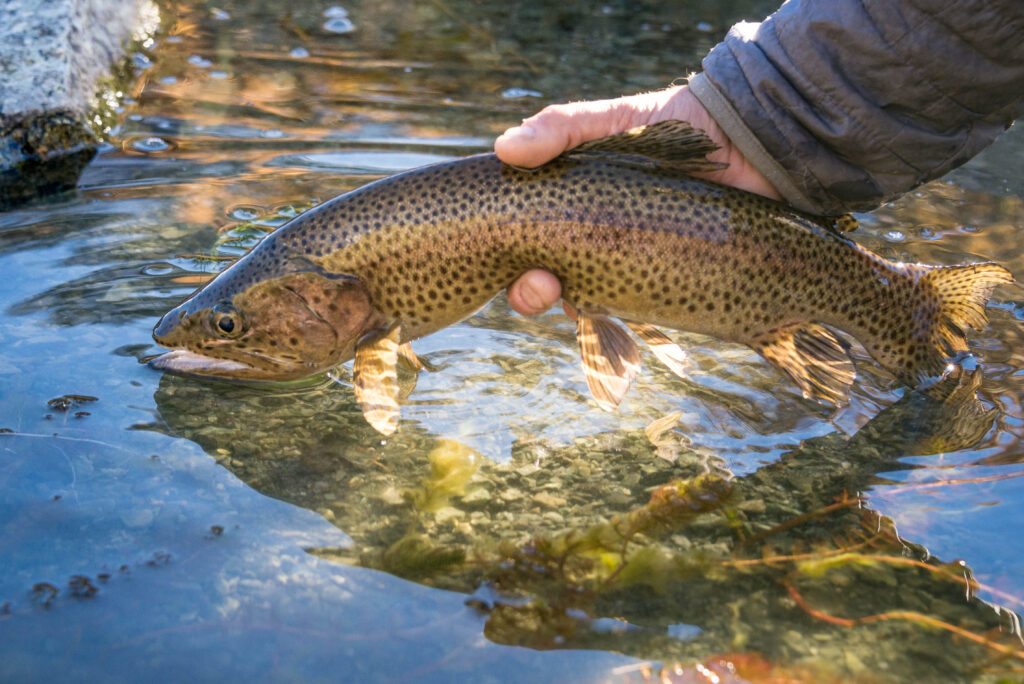 Argentina, Exciting new trout fishing, Estancia Chochoy Mallin, Aardvark McLeod