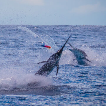 blue water fishing, Costa Rica, Aardvark McLeod