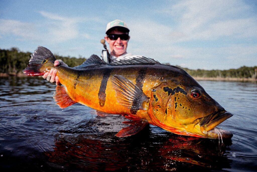 Brazil, peacock bass, Rio Marie 2025 fishing reports, Aardvark McLeod 