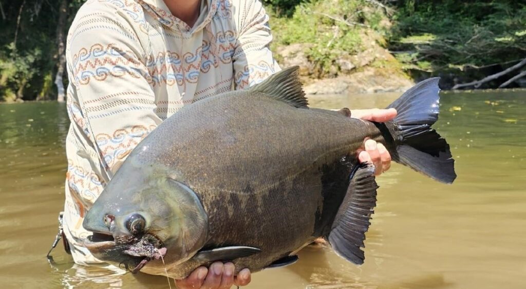 Bolivia, Tsimane 2025 season fishing reports, Agua Negra, Aardvark McLeod 