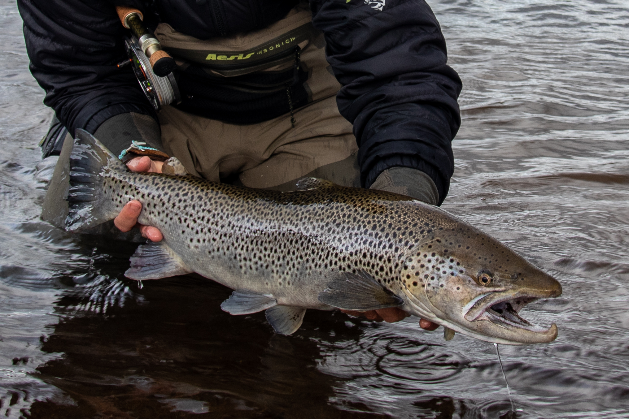 Sea Trout, Laxa I Kjos, Iceland