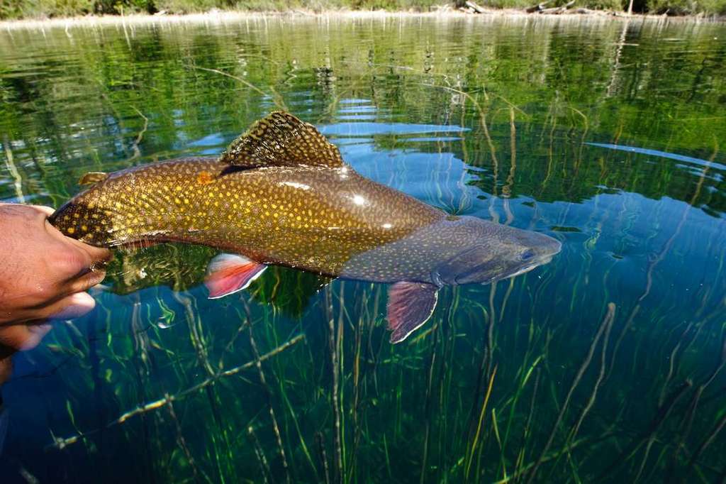 Argentina; trout fishing at Rio Manso Lodge in Patagonia