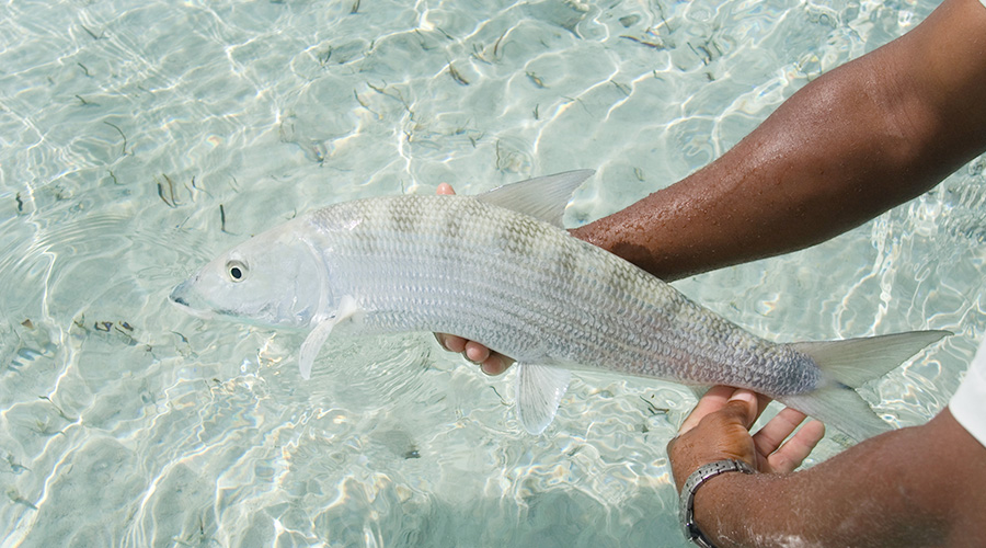 Fish from the world's finest lodges, Kamalame Cay, The Bahamas, bonefish, Aardvark McLeod 
