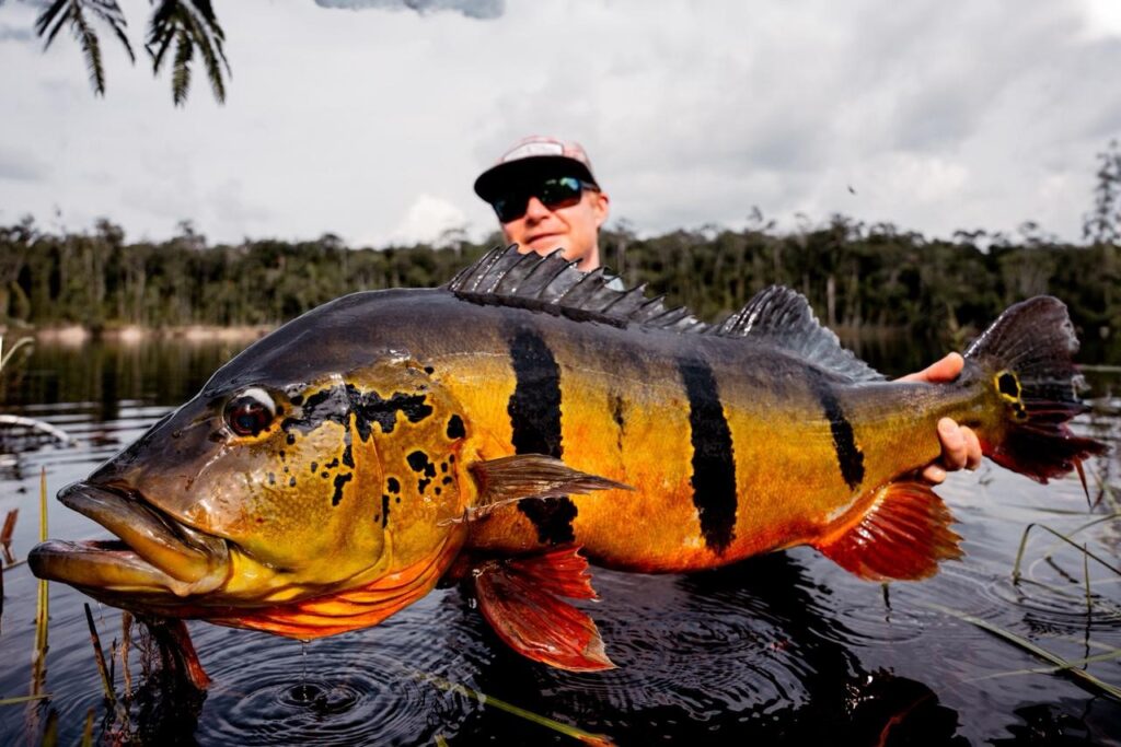 Brazil, Peacock bass, Rio Marie 2025 fishing reports, Aardvark McLeod 