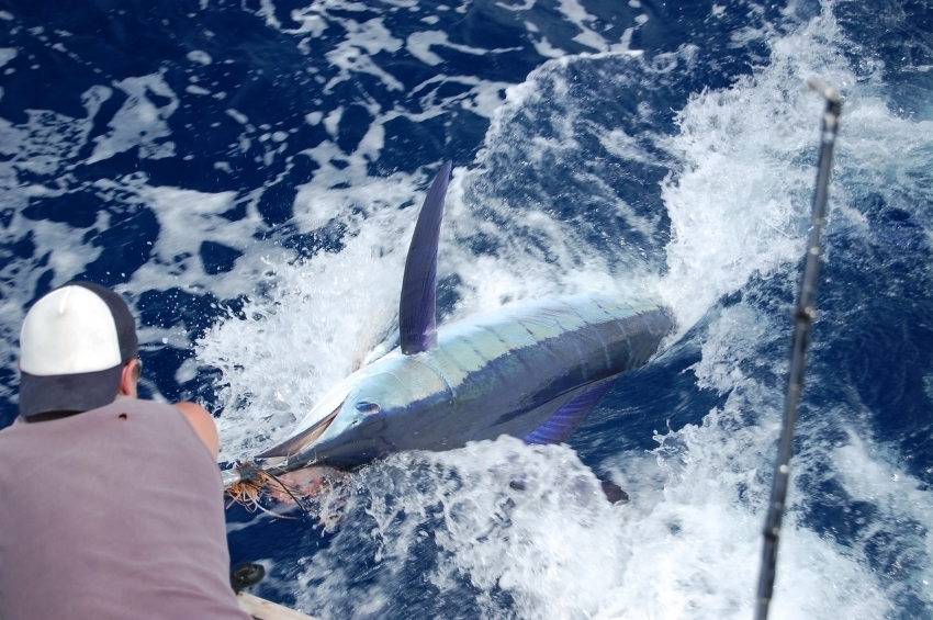 Costa Rica, Crocodile Bay fishing report, offshore fishing, Aardvark McLeod