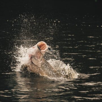 Pirarucu, Brazil, Aardvark McLeod