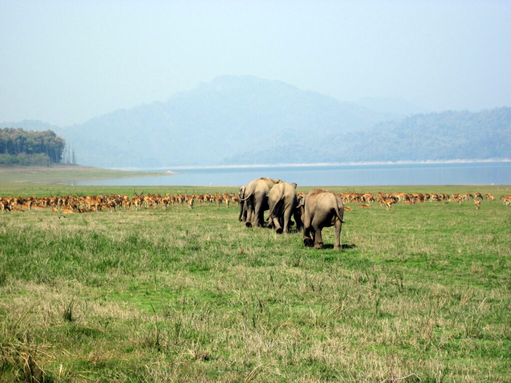India, quest for Himalayan gold, mahseer fishing in India, Aardvark McLeod 