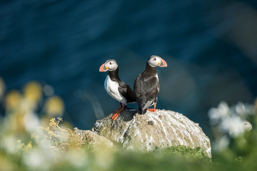 Iceland Deplar Farm Eclipse without the crowds